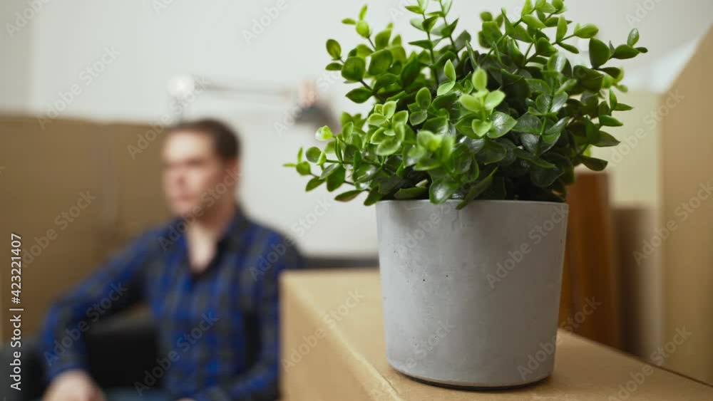 Man putting flower on the cardboard box. Moving to a new apartment. Man putting flower on the cardboard box. Moving to a new apartment.