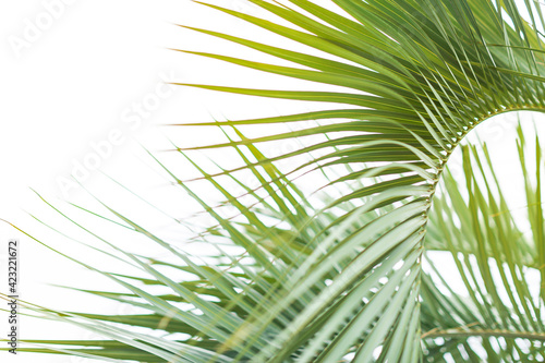 Green palm leaf pattern texture abstract background. tropical summer design concept