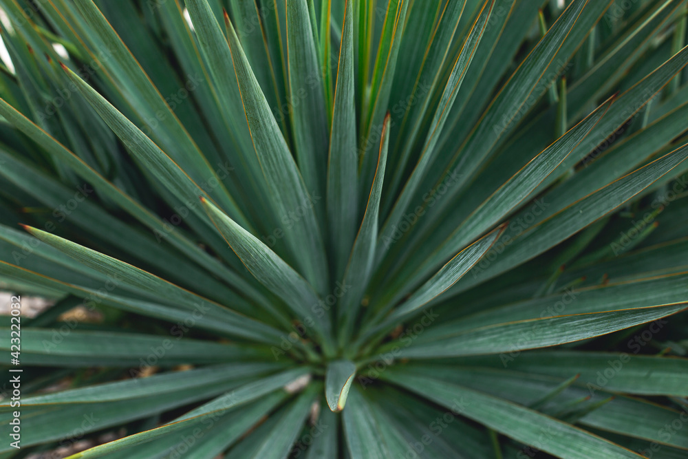 Fototapeta premium Blue agave plant for produce teauila. green botany background