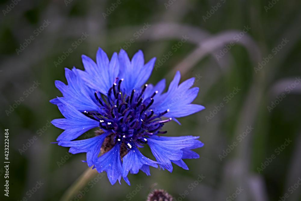 Image of wildflowers. Cornflower. Knapweed. Image of wildflowers. Cornflower. Knapweed.