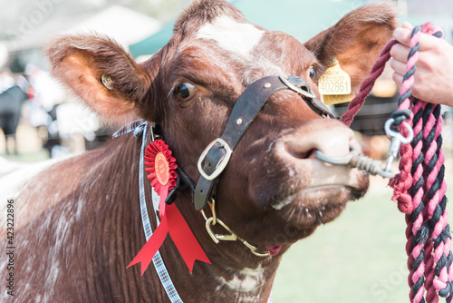 Prizwinning Cattle in Cattle Show