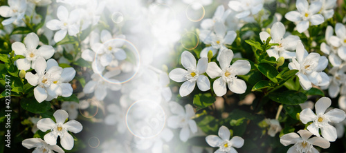 White flower blooming  in sunny spring. Seasonal background with  bokeh and and short depth of field.