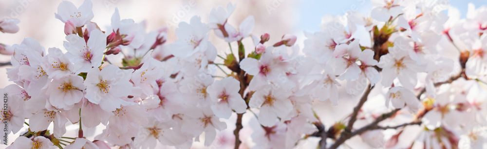 ワイド幅撮影した満開の桜の花