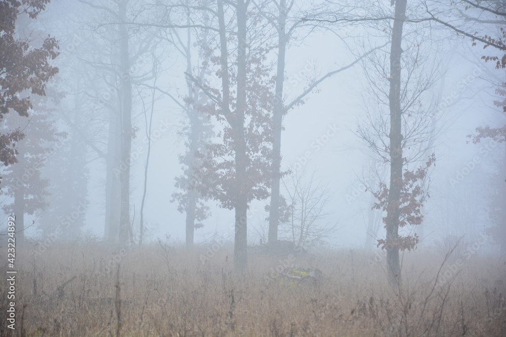 Obraz premium Nebel im Herbst im Reiterswiesener Höhe-Häuserlohwäldchen bei Bad Kissingen, Franken, Bayern, Deutschland