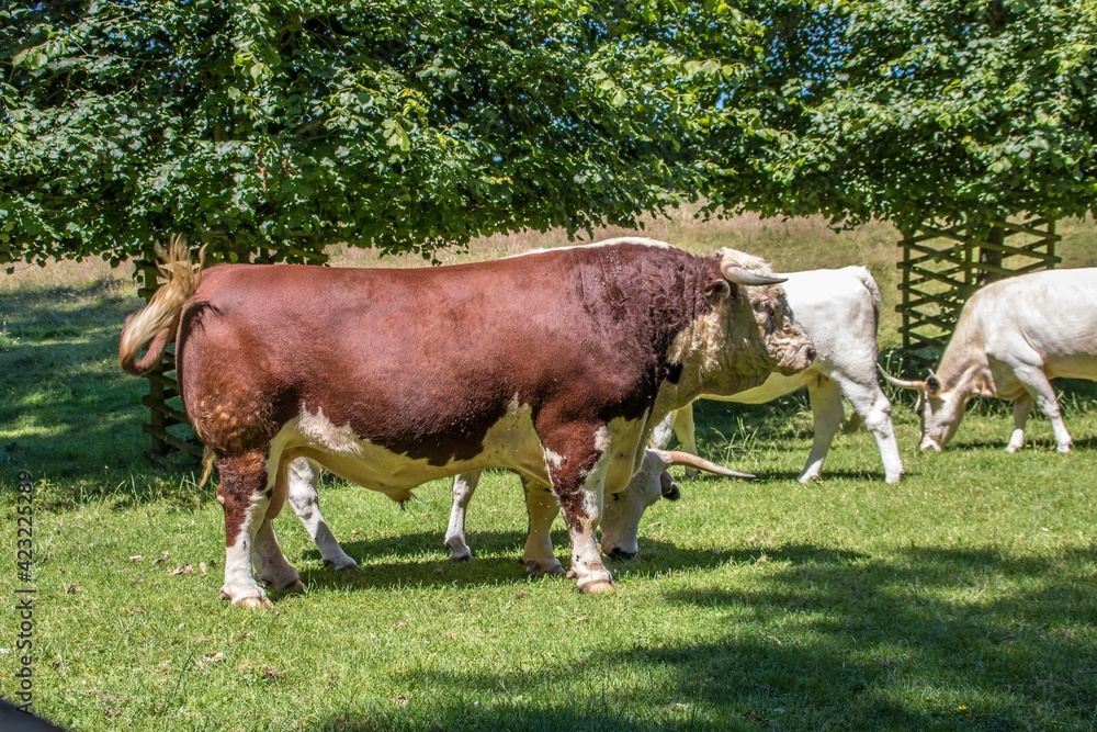 large bull in the field with the cows