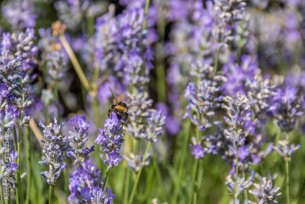 Fototapeta premium bumblebee gathering pollen from lavender