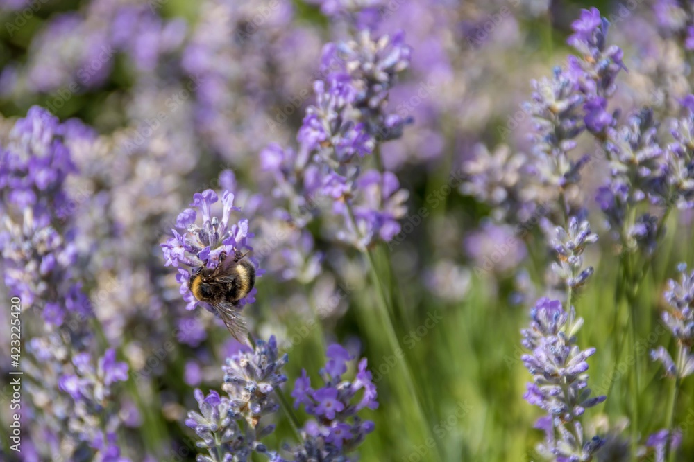 bumble bee collecting pollen from lavender bumble bee collecting pollen from lavender