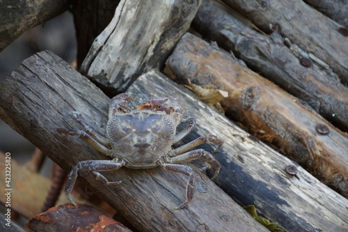 crab on wood