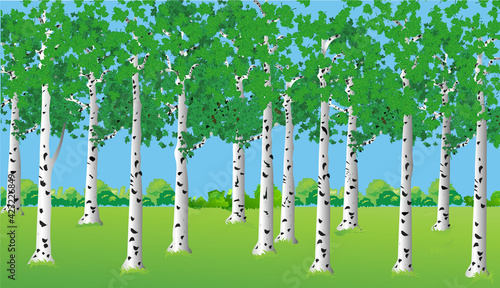 A beautiful landscape with a birch forest in the summer season. Vector illustration.