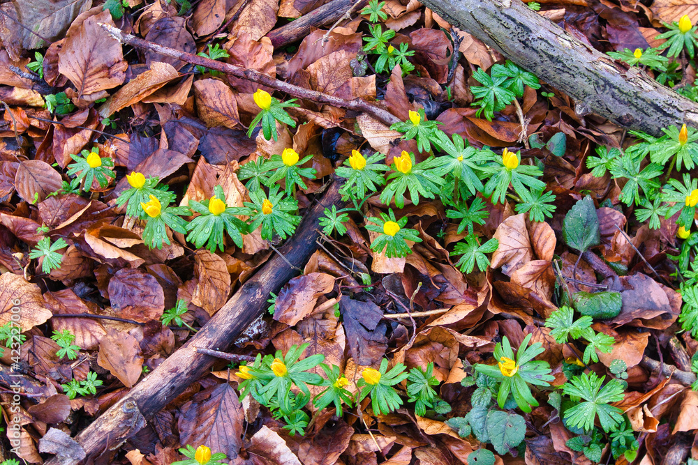 Naklejka premium Nahaufnahme blühender Winterlinge (Eranthis hyemalis) zwischen herbstlichem Laub, gelbe Frühblüher im Rautal bei Jena als erste Frühlingsboten, Natur-Detail im Thüringer Wald, Deutschland