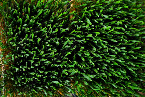 Wheat microgreen  on black background. Texture of green stems close up.