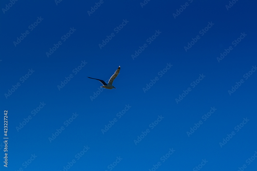 Fototapeta premium Gull flying in blue sky