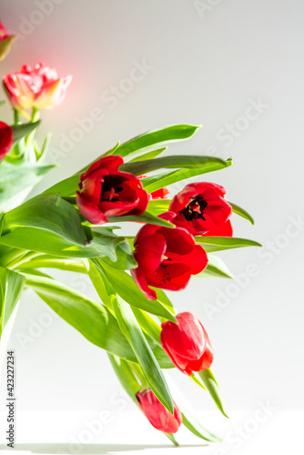 Beautiful spring red tulips flowers under bright spring sunlights