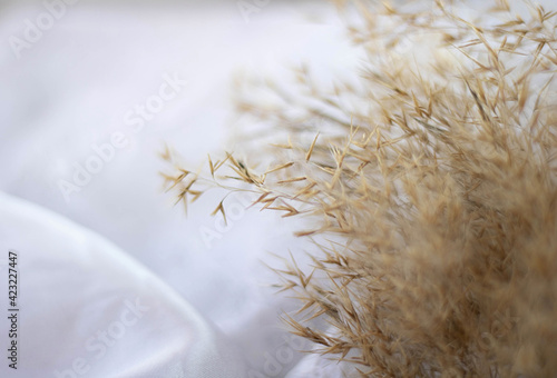 Pampas grass on the lake, reed layer, reed seeds. Golden reeds on the lake sway in the wind against the blue sky. Abstract natural background. Beautiful pattern with neutral colors. Selective focus 