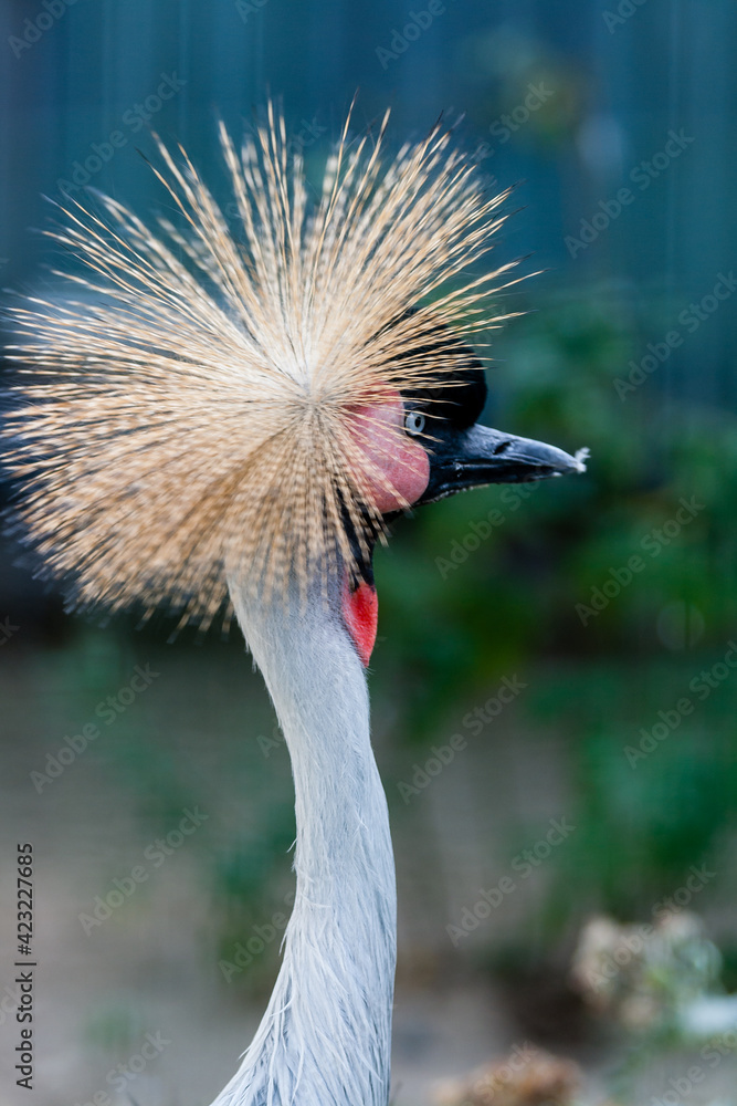 Fototapeta premium Beautiful crowned crane (Balearica pavonina)