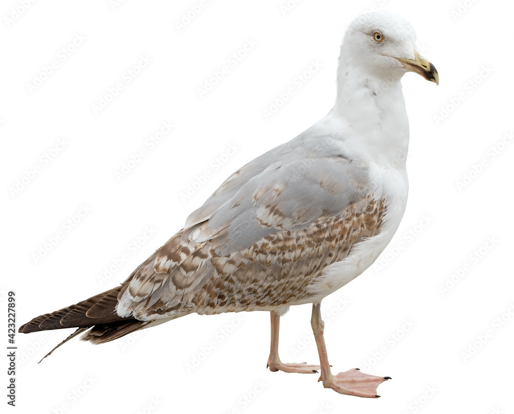 Obraz premium White and grey seagull