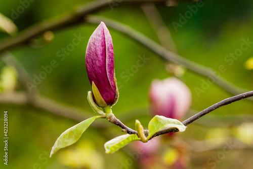 Macro blooming magnolia on a  branch