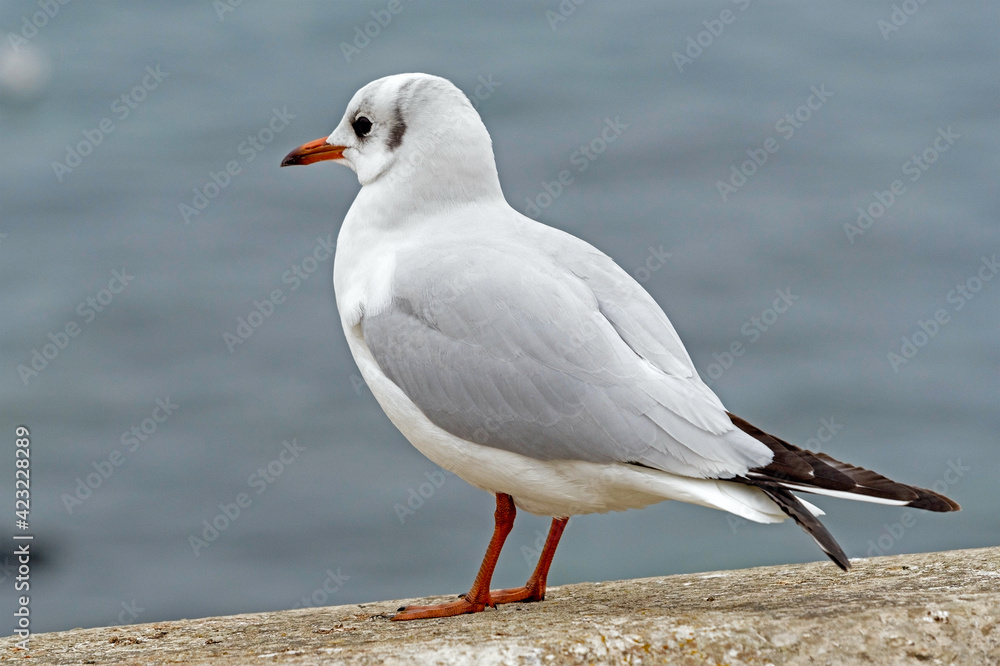 White and grey seagull