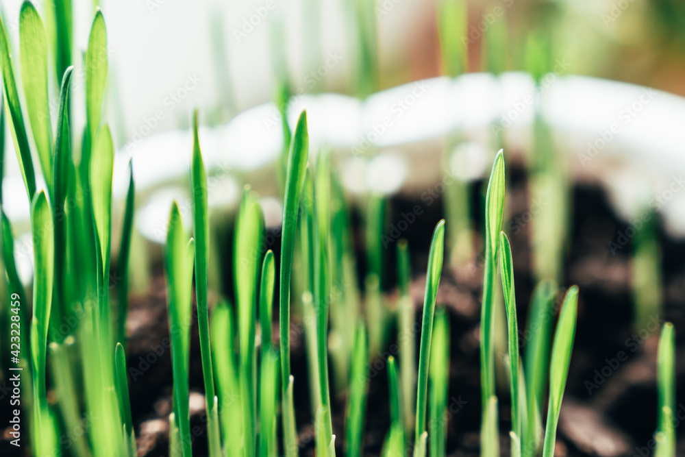 Obraz premium Close up of green grass
