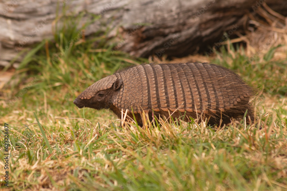 Obraz premium big hairy armadillo