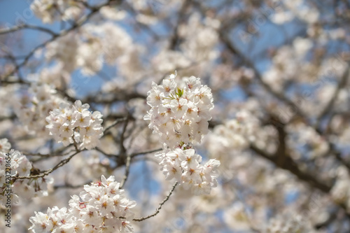 市川市　中山法華経寺 境内に咲く満開桜 © 藤田信夫
