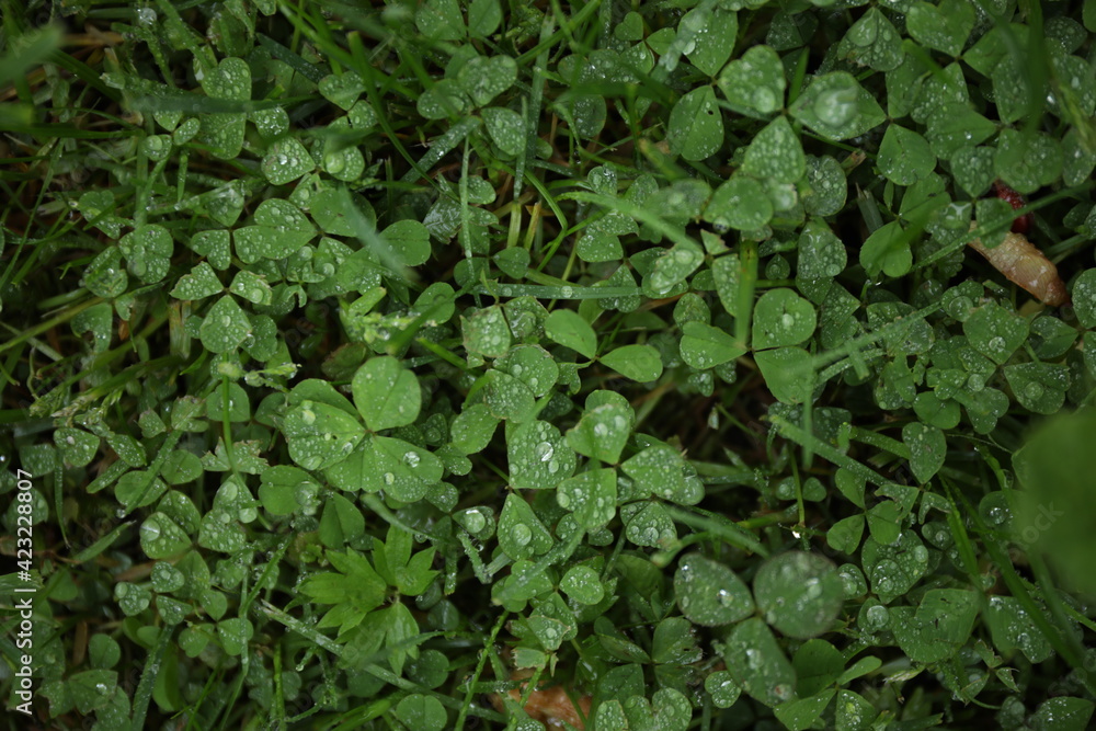 exture green clover exture green clover