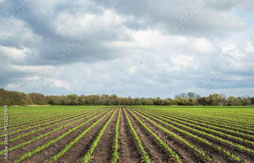 Planted crops as clouds move in