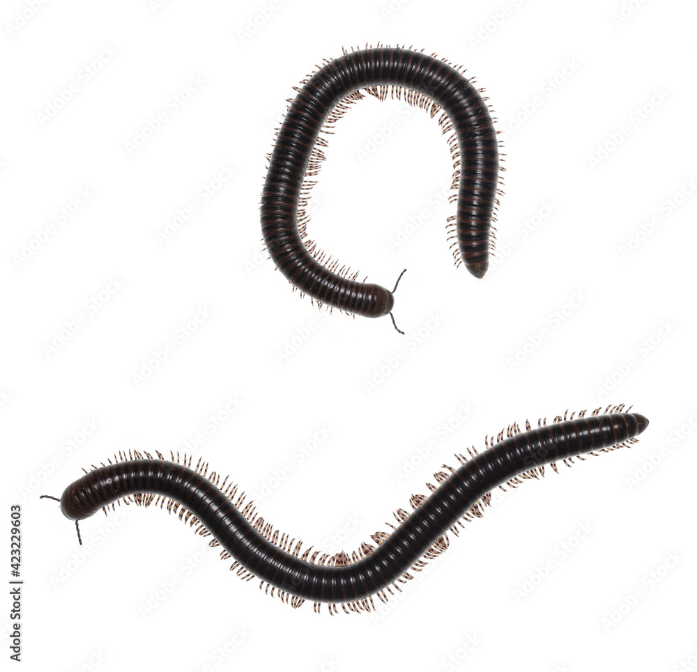 Adult male and female Ghana Speckled Leg Millipede aka Telodeinopus aoutii. Top view on white background. Adult male and female Ghana Speckled Leg Millipede aka Telodeinopus aoutii. Top view on white background.