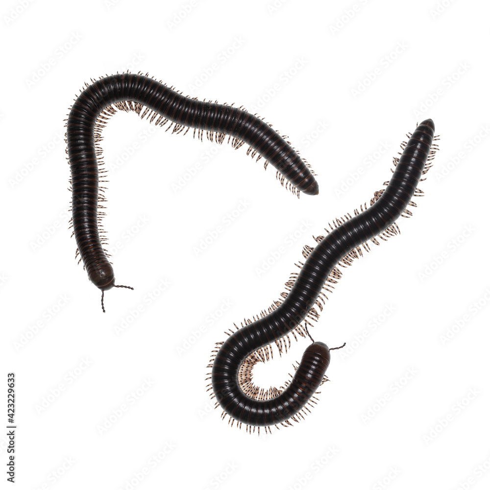 Adult male and female Ghana Speckled Leg Millipede aka Telodeinopus aoutii. Top view on white background. Adult male and female Ghana Speckled Leg Millipede aka Telodeinopus aoutii. Top view on white background.
