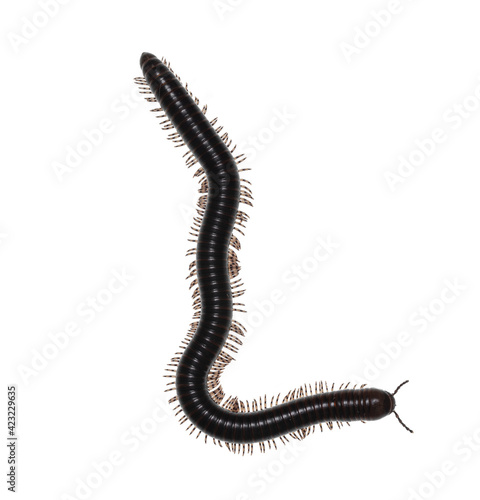 Adult female Ghana Speckled Leg Millipede aka Telodeinopus aoutii. Top view on white background.