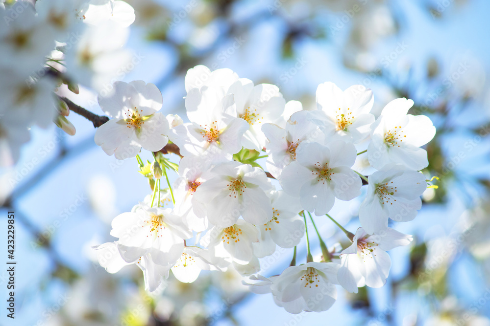 白い花びらの桜・・・大島桜（きれいな形の葉は桜餅の葉に使われます）