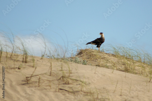 bird in the desert