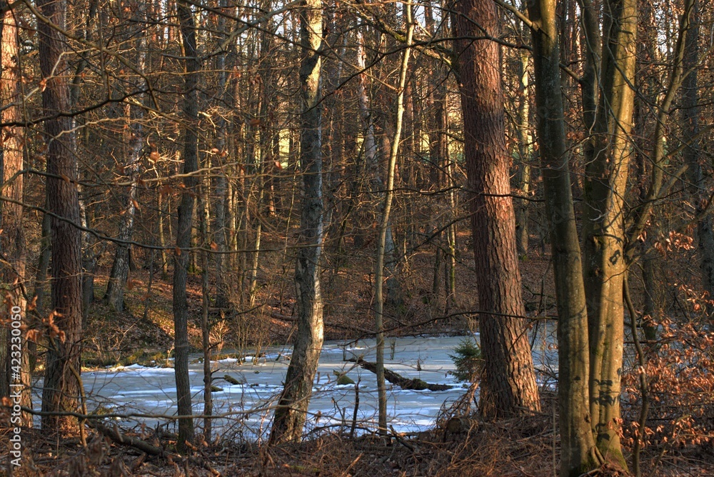 Forest in Poland Forest in Poland