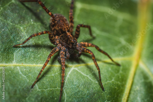 Spider on a Leaf with colorful orange Legs