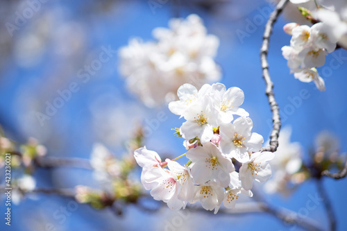 青空に咲く美しい桜（ソメイヨシノ）