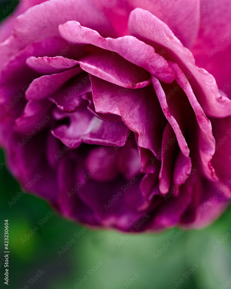 Obraz premium beautiful rose flower close-up. fuchsia flower on a bright green blurred background. copy space