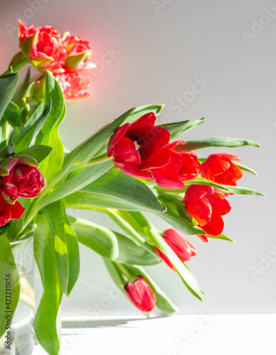 Fototapeta Naklejka Na Ścianę i Meble -  Beautiful spring tulips flowers