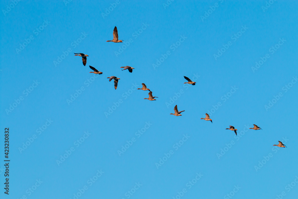 a flock of wild birds glides through the cloudless sky a flock of wild birds glides through the cloudless sky