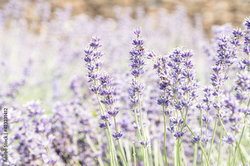 Somerset lavender in full bloom. Somerset lavender in full bloom.