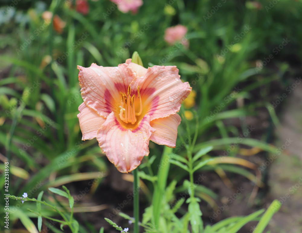Long Fields Glory. Luxury flower daylily in the garden close-up. The daylily is a flowering plant. Edible flower. Daylilies are perennial plants. They only bloom for 24 hours. Edible flowers.