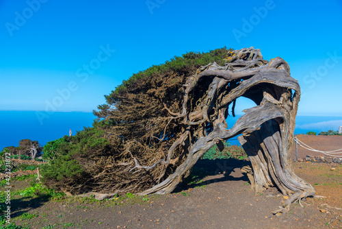 Wind bent juniper trees at El Sabinar at El Hierro island in Canary islands, Spain photo