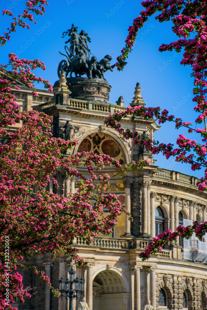 Fototapeta premium Dresden Semper Opera theatre (Semperoper), front view in spring. Blooming branches on foreground.