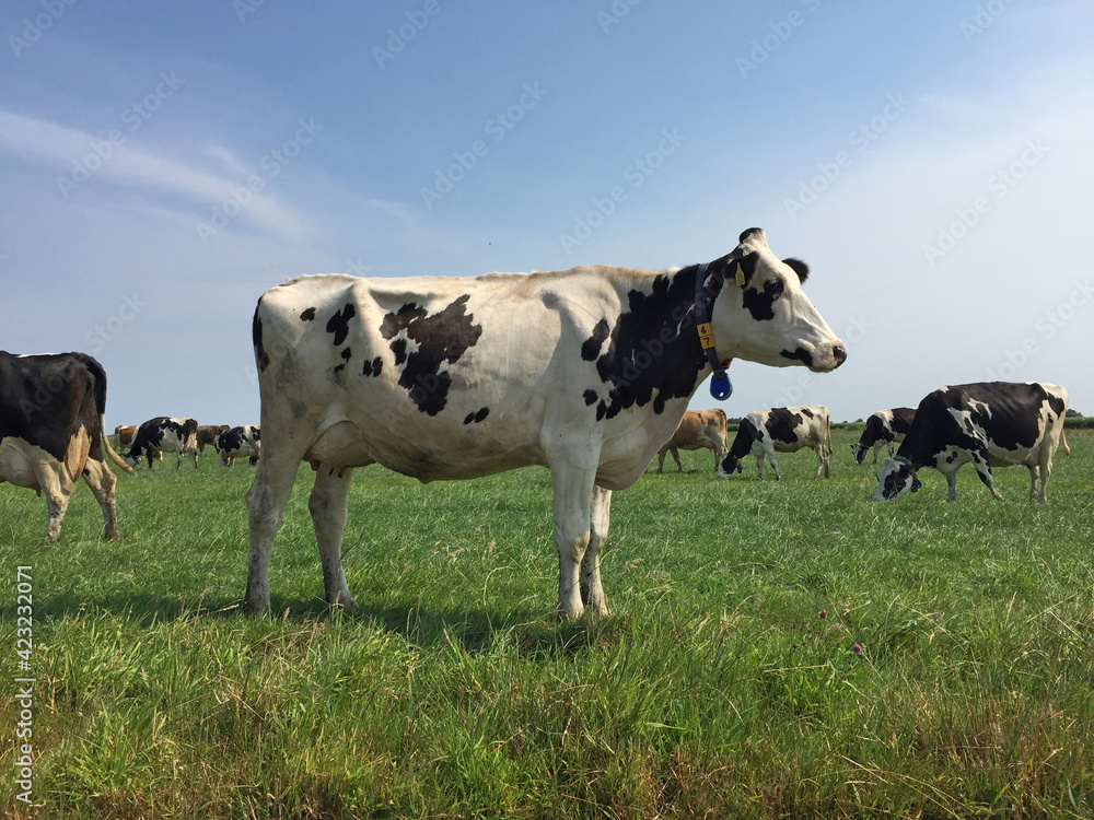 cows in a field