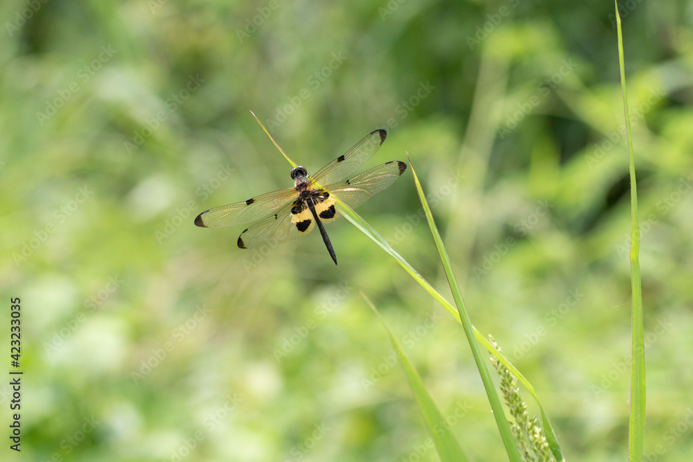 Yellow and black dragonfly in Nat cat tien jungle