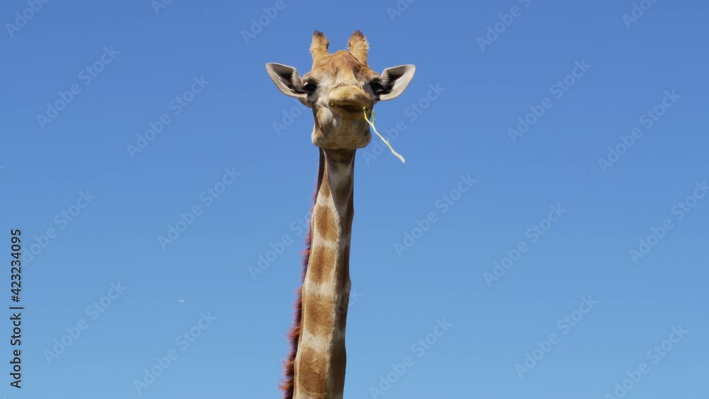 The giraffe chews the grass. Curious giraffe on the background sky. The giraffe chews the grass. Curious giraffe on the background sky.