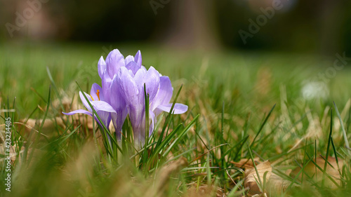 Blooming crocuses on a meadow in Herrenkrugpark in the north of Magdeburg in Germany in springtime photo