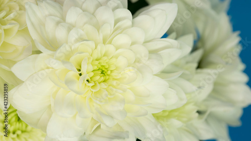 Chrysanthemum white close-up. Spring flowers. Flowers for the beloved woman