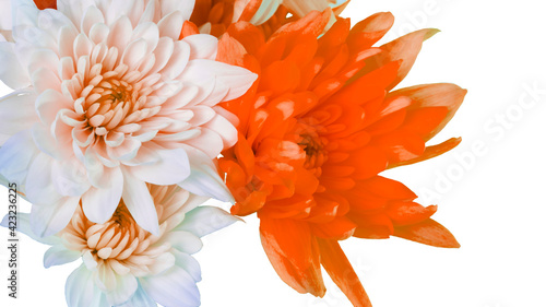 Chrysanthemum flower orange-peach color on an isolated background. Flower texture