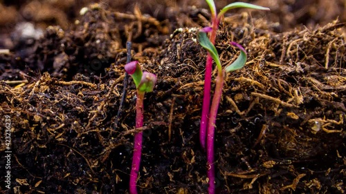 Timelapse footage of a beet seed growing from the earth in macro. Closeup view of plant life cycle. There are sprouting roots under ground and young green leaves over it. Concept of the fertile soil photo