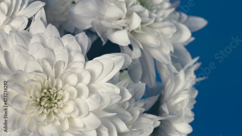 Chrysanthemum flowers of white color on a blue background close-up. Creative template for text © Екатерина Сергеева